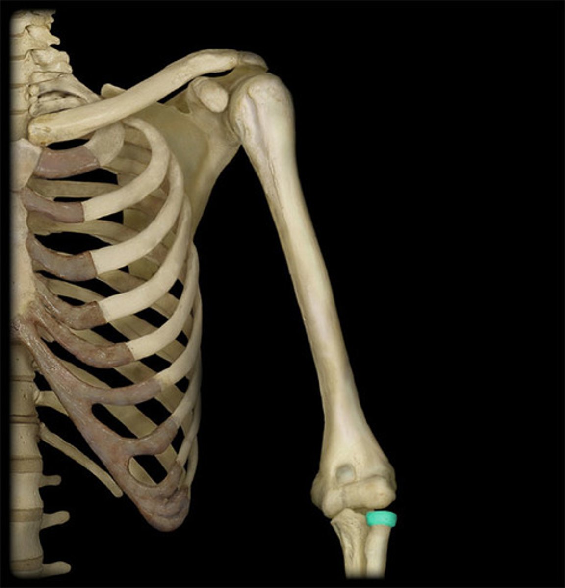 <p>articulates with capitulum of humerus</p>