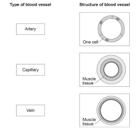 <p>Blood is transported around the body in blood vessels. Match each one by stating 1a or 1b.</p>