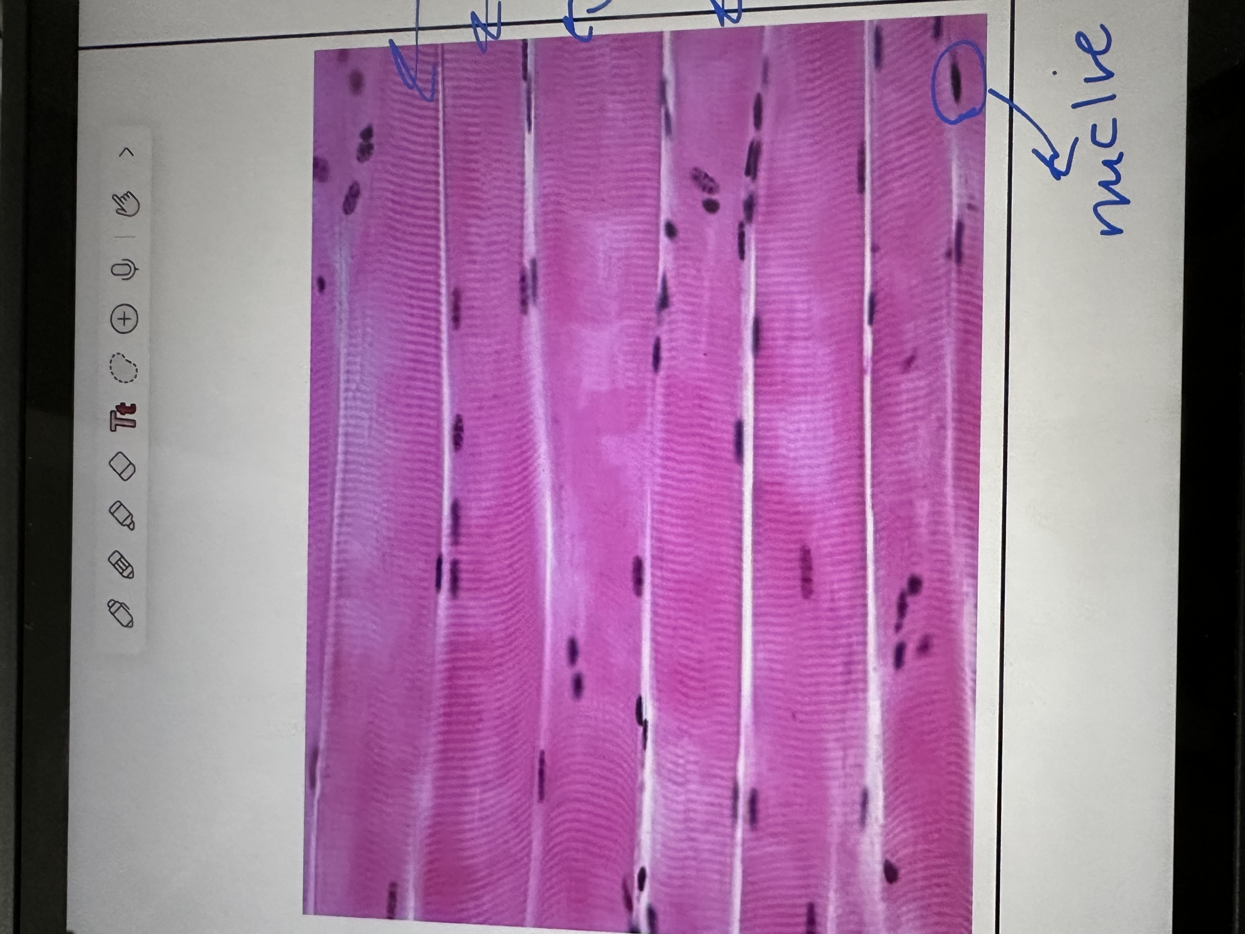 <p>Voluntarily, striated , multi nucleotide, long cyrindrical , attached to the bones</p>