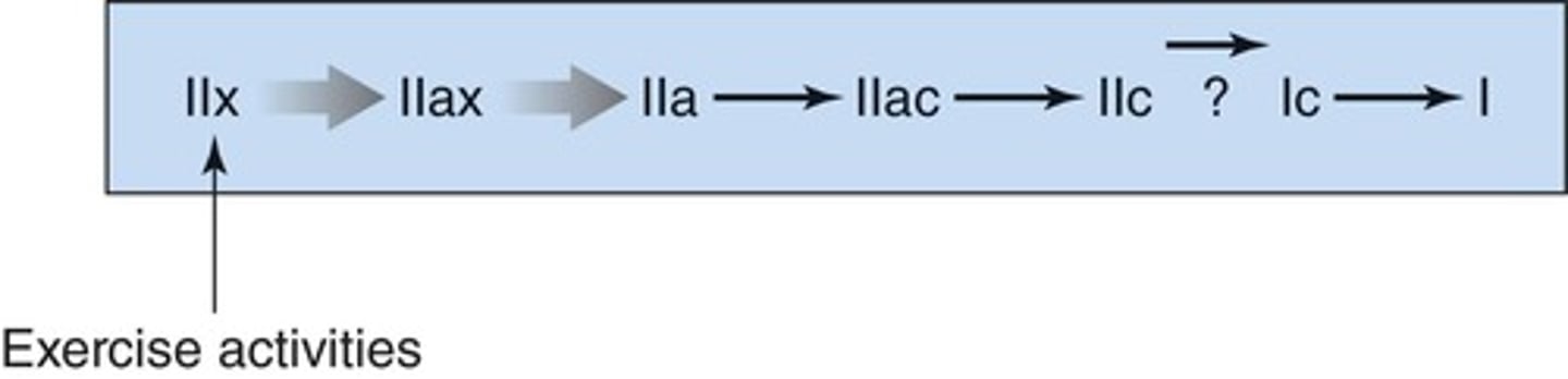 <p>Type II fibers.</p>