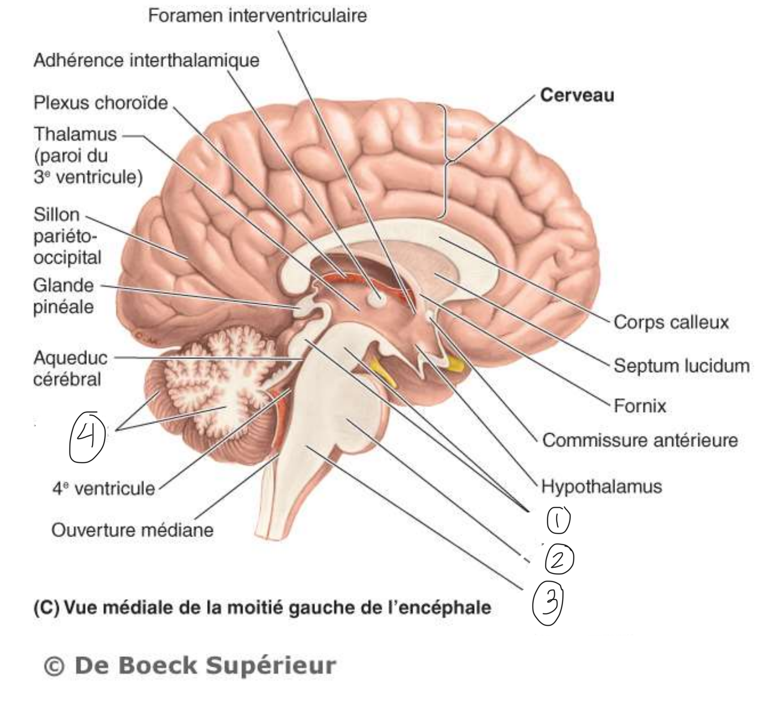 <p>Identifiez les différentes régions du tronc cérébral et identifiez le cervelet</p>