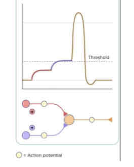 <p>This Diagram Shows _______</p>