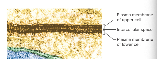 <p>Plasma membrane</p>