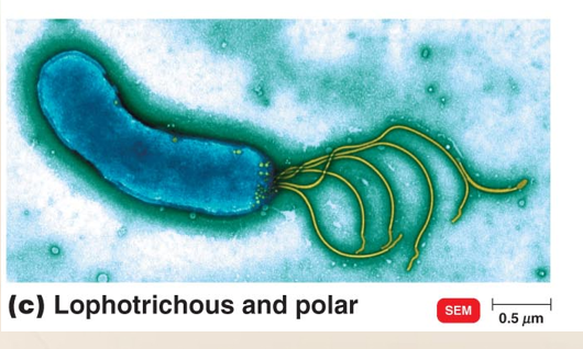 <p>Arrangements of Bacterial Falgella </p>