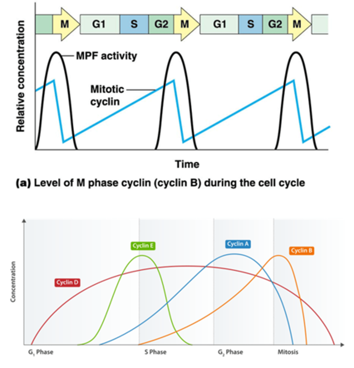 <p>Cycline-afhankelijke eiwitkinasen (Cdk)</p><p>Bestaat uit een dimeer dat gaat zorgen voor kinase activiteit:</p><p>-kinase eiwit</p><p>-cycline eiwit</p><p>je hebt verschillende Cdk's en elke Cdk complex heeft zijn eigen cycline:</p><p>Cyclinen voor G1, S, G2, G2-M: activatoren voor specifieke Cdks. Bv. Cycline B in MPF</p><p>•Cdks = meester-regulatoren van de celcyclus</p><p>grafiek van de mitotische cycline:</p><p>-zwarte lijn is activiteit (er is pas activiteit na een bepaalde concentratie) (heel stijl: zie volgend kaartje over de pos feedback)</p><p>-blauwe lijn is concentratie van cycline (Cdk is pas actief als cycline gebonden is)</p>