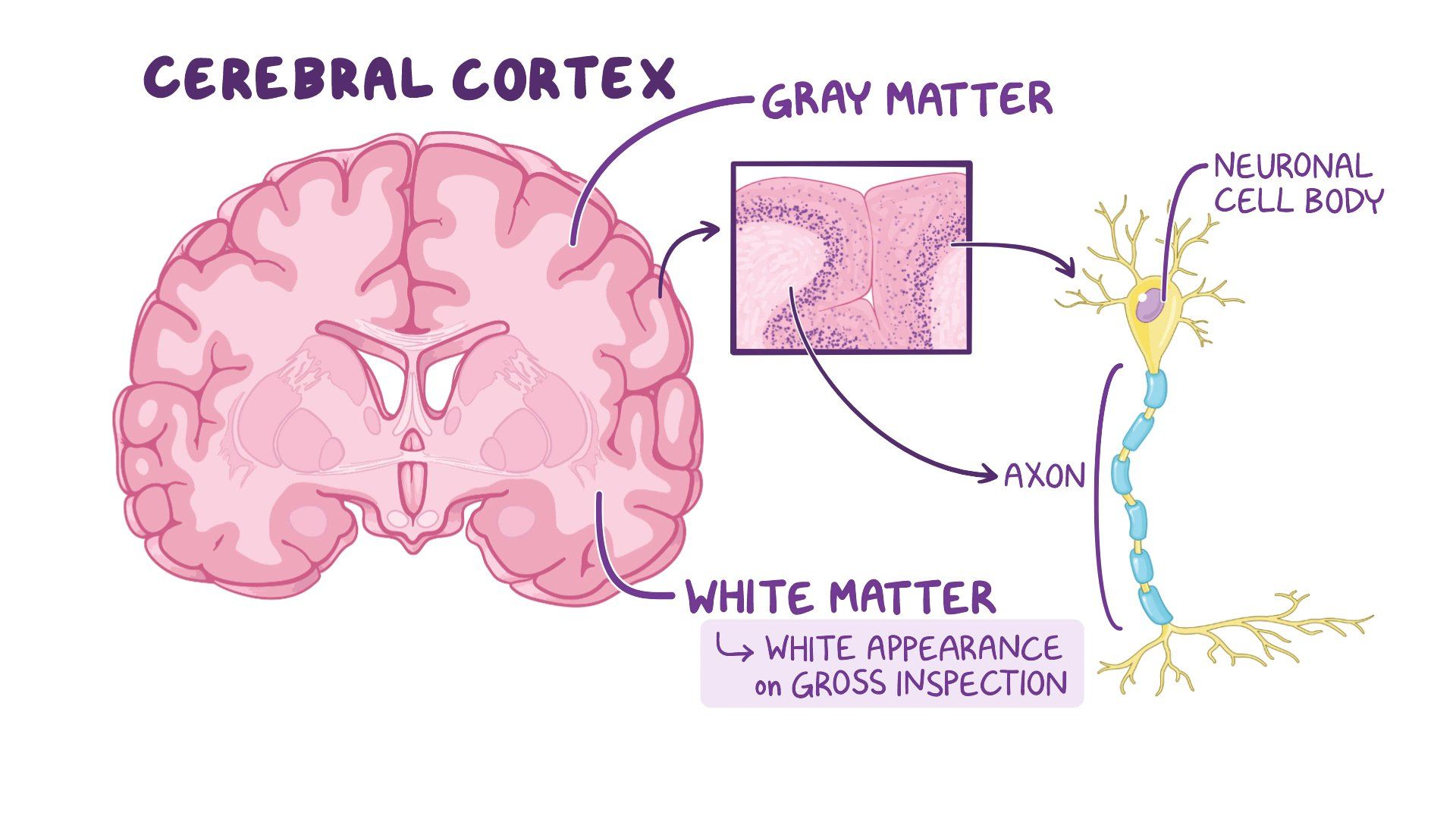 <p>What is white and gray brain matter?</p>