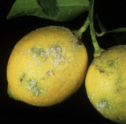 What insect causes this injury?