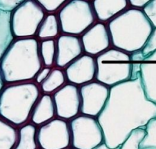 <p>Cells providing support with irregular walls, used for support/protection</p><p>(Simple Permanent Tissue)</p>