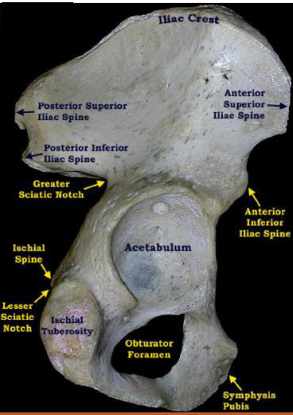 <p>How to identify the right or left girdle?</p>