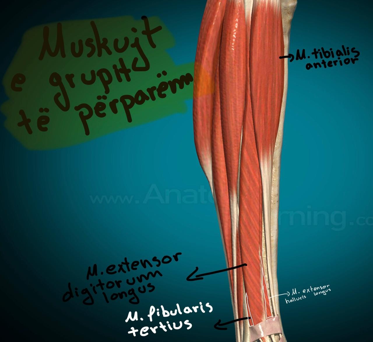<ol><li><p>M.Tibialis anterior</p></li><li><p>M.Extensor digitorum longus</p></li><li><p>M.Extensor hallucis longus</p></li><li><p>M.fibularis tertius</p></li></ol>