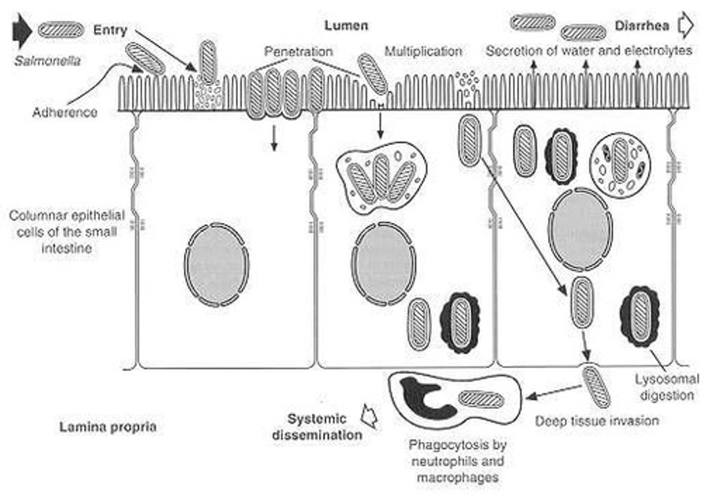 <p>Bacteria attach to intestinal epithelial cells, activating a type III secretion system.</p>