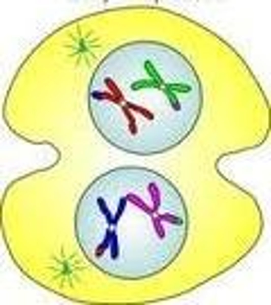 <p>is the 4th and final stage of mitosis, in which daughter nuclei are forming and cytokinesis has typically begun.</p>
