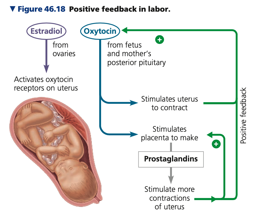 **Human Pregnancy**


3. **Third trimester**

* grows to about 3–4 kg in weight and 50 cm in length
* mother’s abdominal organs become compressed and displaced
* Childbirth begins with *_____*
  * a series of strong, rhythmic uterine contractions that push the fetus and placenta out of the body
  * local regulators (_____) and hormones (chiefly estradiol and oxytocin) induce and regulate further _______ of the uterus
  * Three stages:


1. Dilation of cervix
2. Expulsion of baby
3. Delivery of placenta