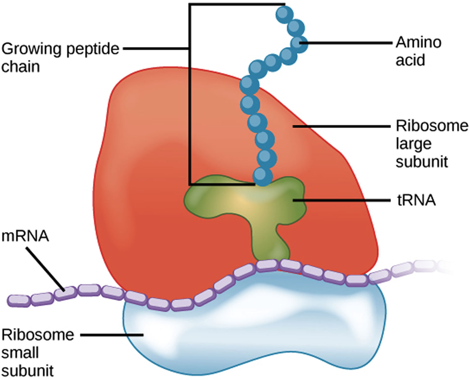 <ul><li><p>site of protein synthesis </p></li><li><p>produce protein</p></li></ul><p></p>