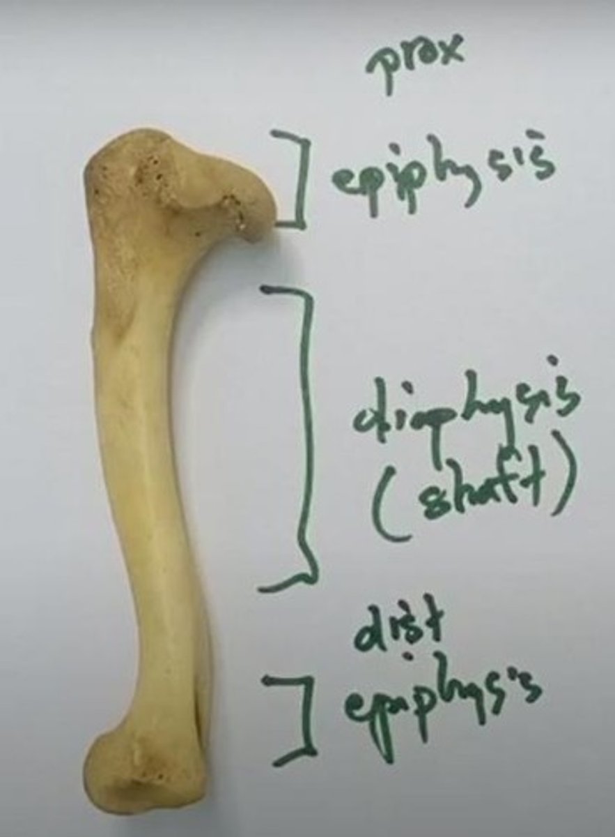 <p>2 epiphyses (proximal and distal) and 1 diaphysis (shaft of the bone).</p>