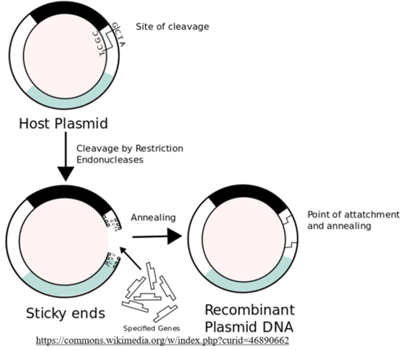 <p>recombinant DNA</p>