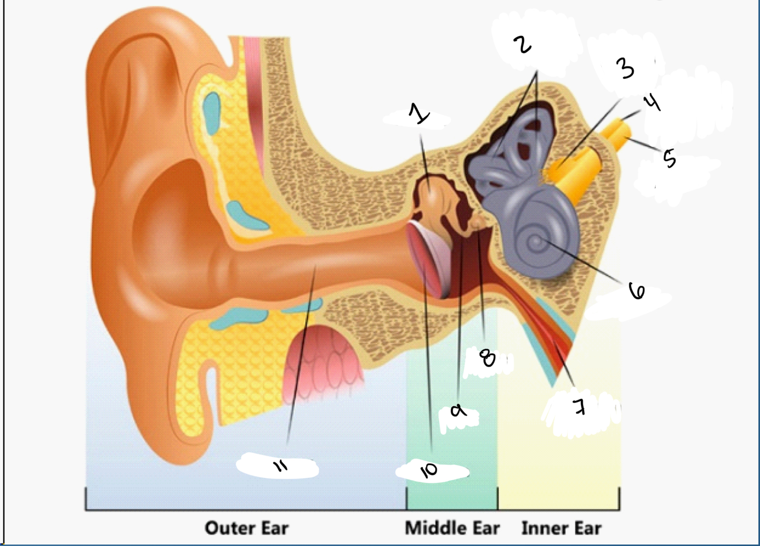 <p>Name the outer middle and inner ear</p>