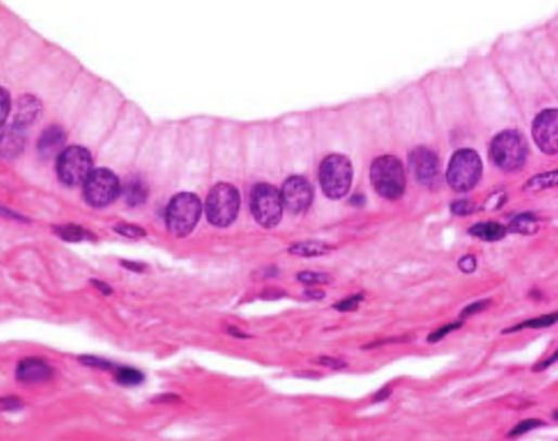 <p>what type of tissue is this</p>