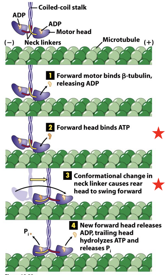 \
* Kinesins undergo a cross-bridge cycle similar to that of Myosins in which ATP hydrolysis and Pi release are coupled to conformational changes in the head and neck domains of the molecule
* A key step is when ATP binds to the forward head, causing changes, rear head swings forward past front head to have a forward position