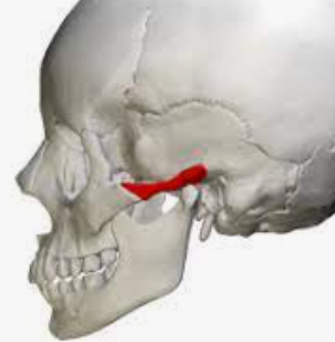<p>temporal; a bridgelike projection that articulates with the zygomatic bone to form the zygomatic arch</p>