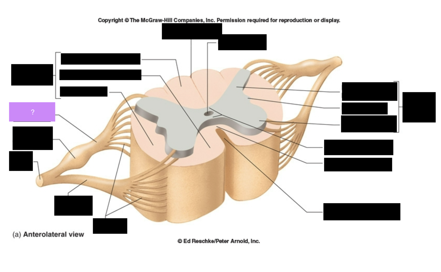 <p>Contain Sensory Afferents</p>