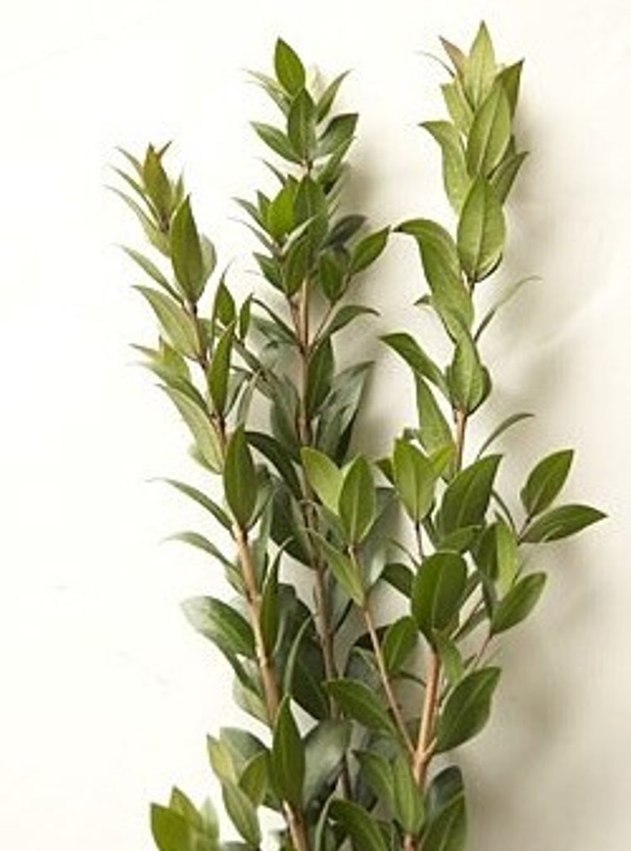 <p>Myrtle; Filler</p>
