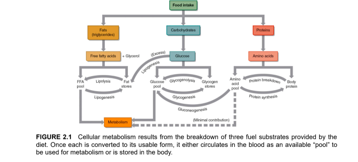 <ul><li><p>At rest: energy comes equally from carbohydrates and fats (WRONG?) → should rely mostly on fats as there is no increase in demand for energy</p></li><li><p>Intense, short-duration exercise: relies primarily on → carbohydrates</p></li><li><p>Prolonged, lower-intensity exercise: uses a mix of → carbohydrates and fats</p></li><li><p>Proteins → mainly used for enzymes and structural roles but contribute little to energy metabolism</p></li></ul><p></p>