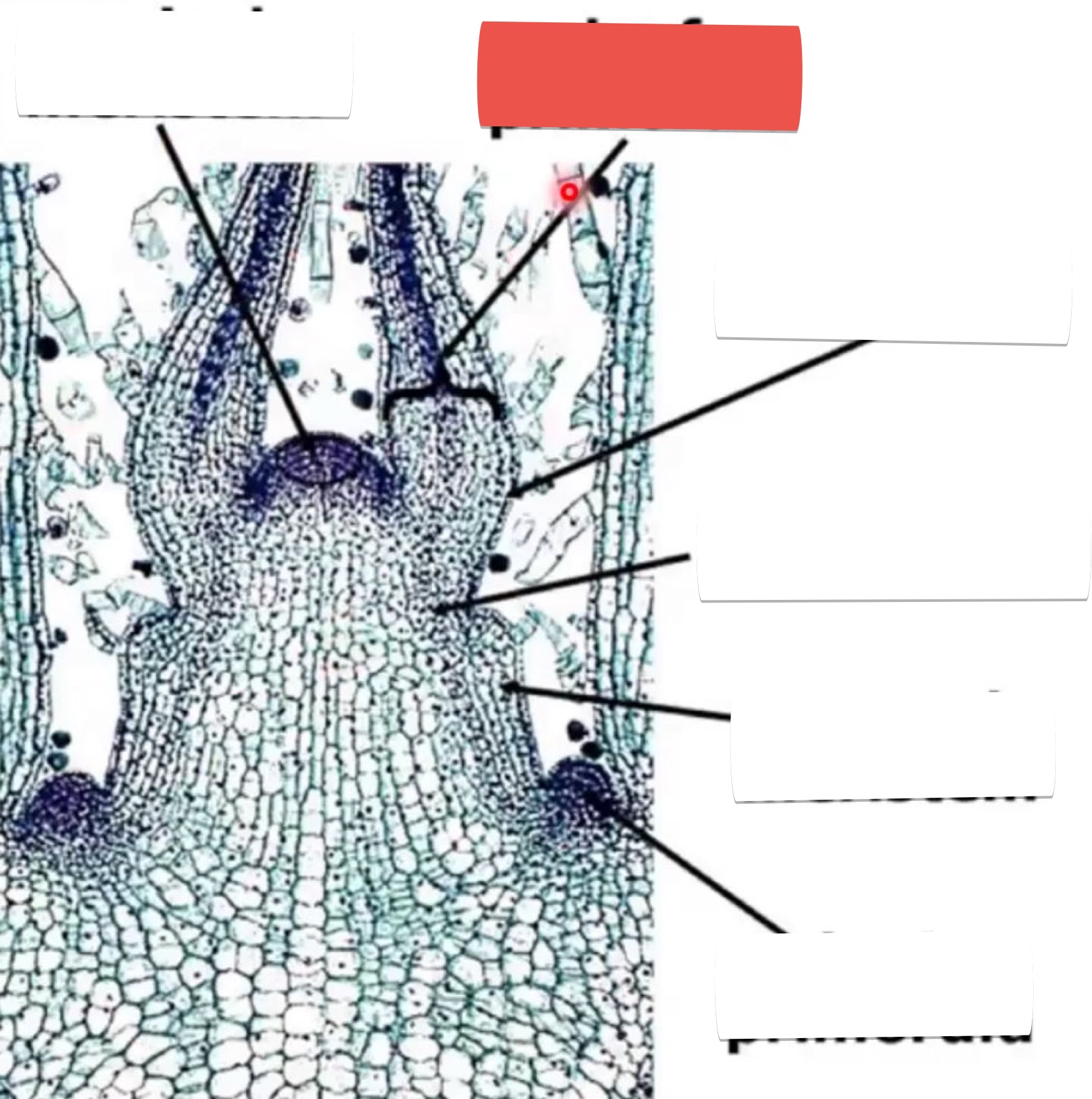 <p>identify the part in red</p>