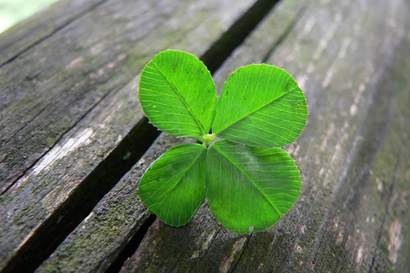 <p>luck, hapiness</p>