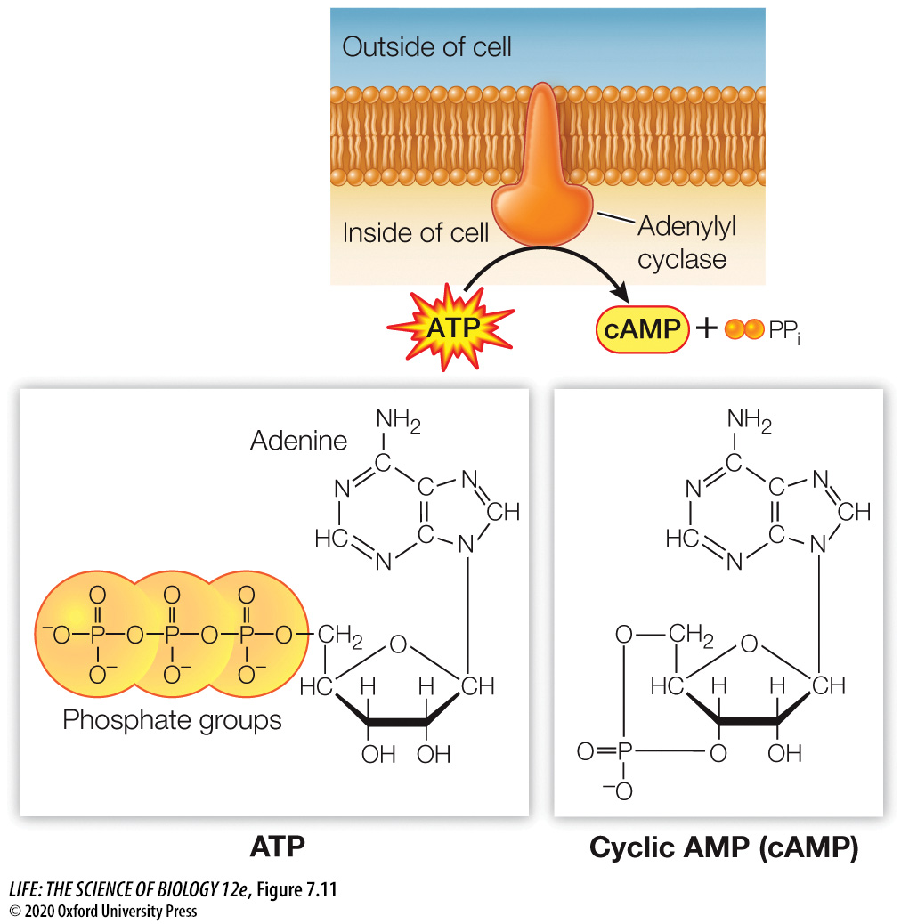 <p>cAMP activates many enzyme targets.</p>