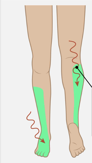 <p>Which nerve root is responsible for foot and toe dorsiflexion, inversion/eversion and provides sensation to the following area? </p>