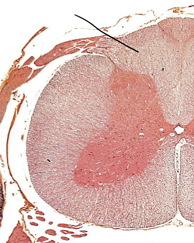 <p><span>ceiling of white columns</span></p>