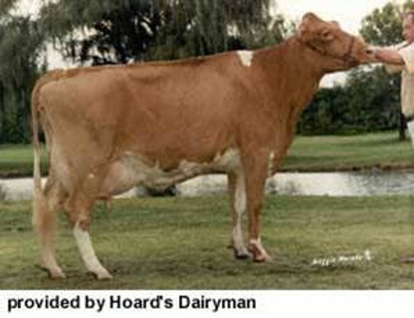 <p>Dairy breed from the islands in the English Channel, Came to the US in 1830. Average milk production with yellow colored milk from a high beta carotene content. Tan and white in color.</p>