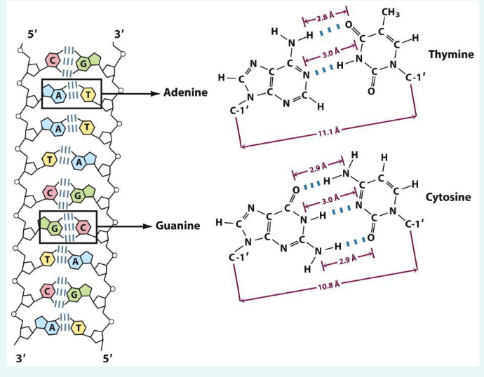 <p>buidling blocks are nucleotides</p><p>base pairing rules: A ←&gt; T (2 H bonds), C-G (3 hydrogen bonds)</p><p>Double-stranded DNA are antiparallel:</p><p>one strand: 5’ → 3’</p><p>another strand: 3’ → 5’</p>