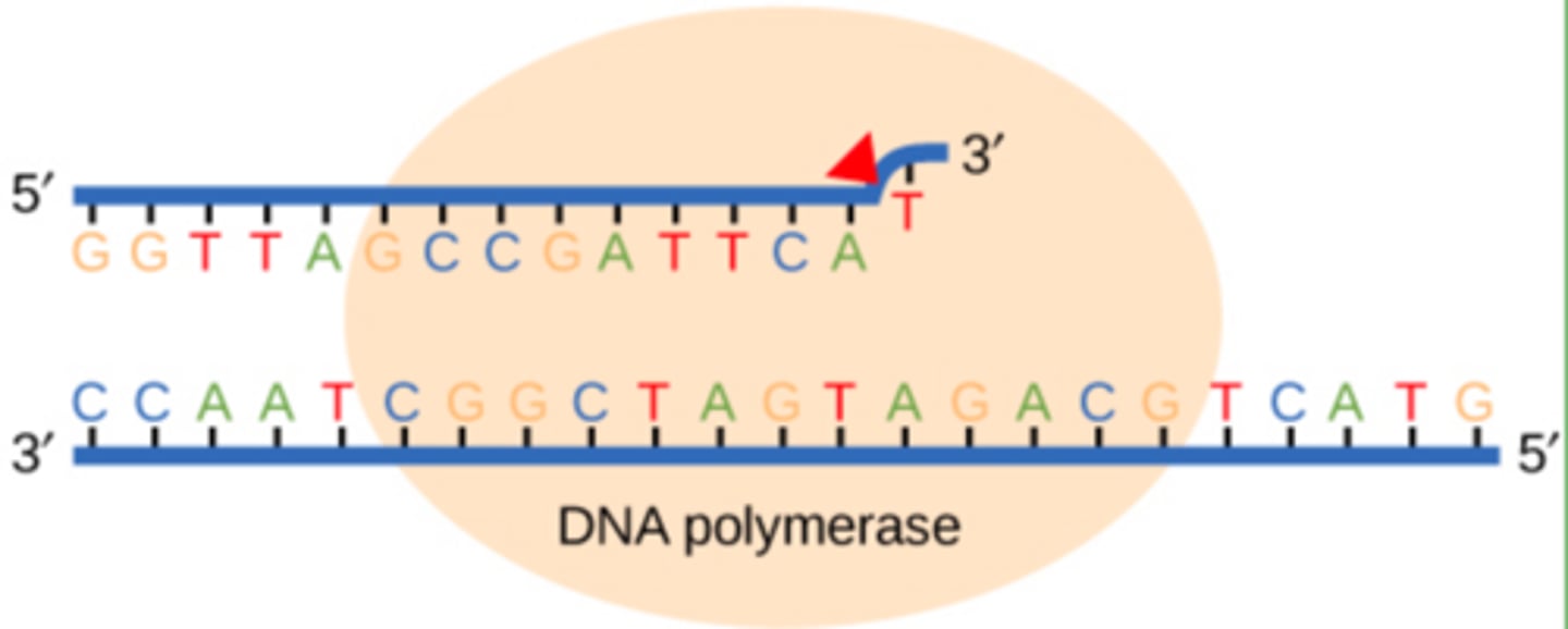 <p>Accuracy and Proofreading: DNA polymerase proofreads and corrects errors during replication.</p><p>Ensures high levels of accuracy in copying genetic information.</p>