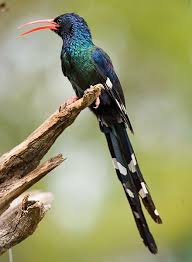 <p>Wood hoopoes</p>