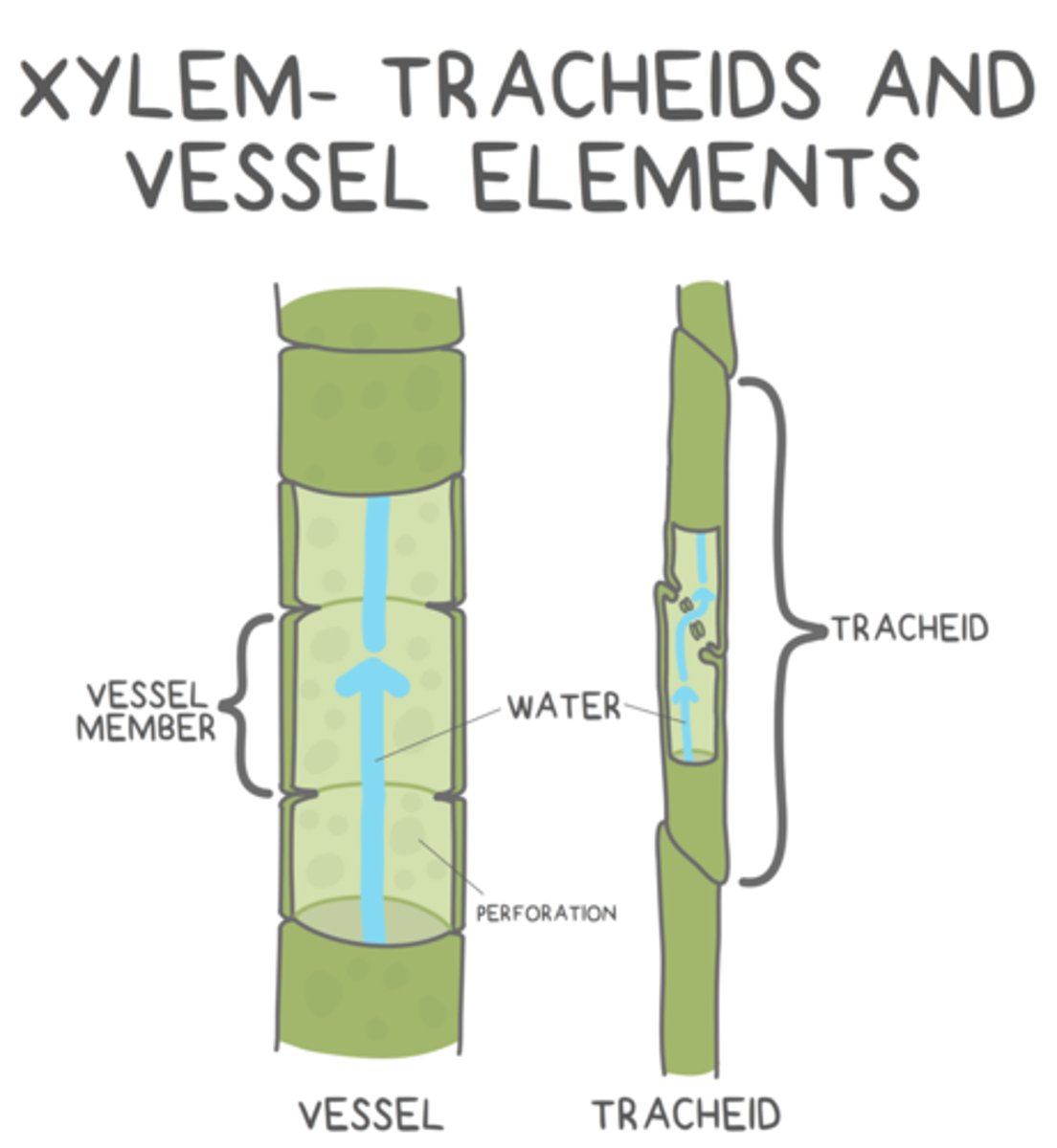 <p>overlapping tapered ends keeps them in contact with other tracheids</p>