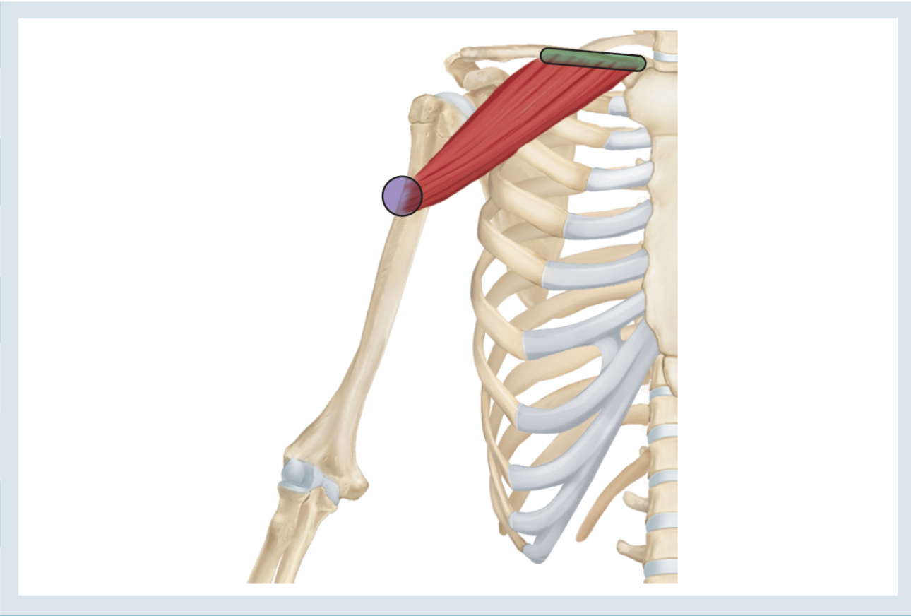 <p>Action : flexion ( &amp; horizontal adduction &amp; internal rotation )</p><p>o : proximal 1/3 of clavicle </p><p>i : lateral lip of intertubercular groove </p>