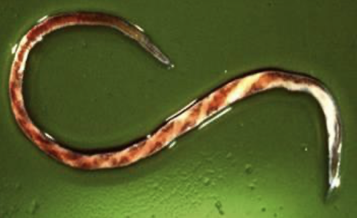 <p><em>Haemonchus contortus</em> (barberpole worm)</p>