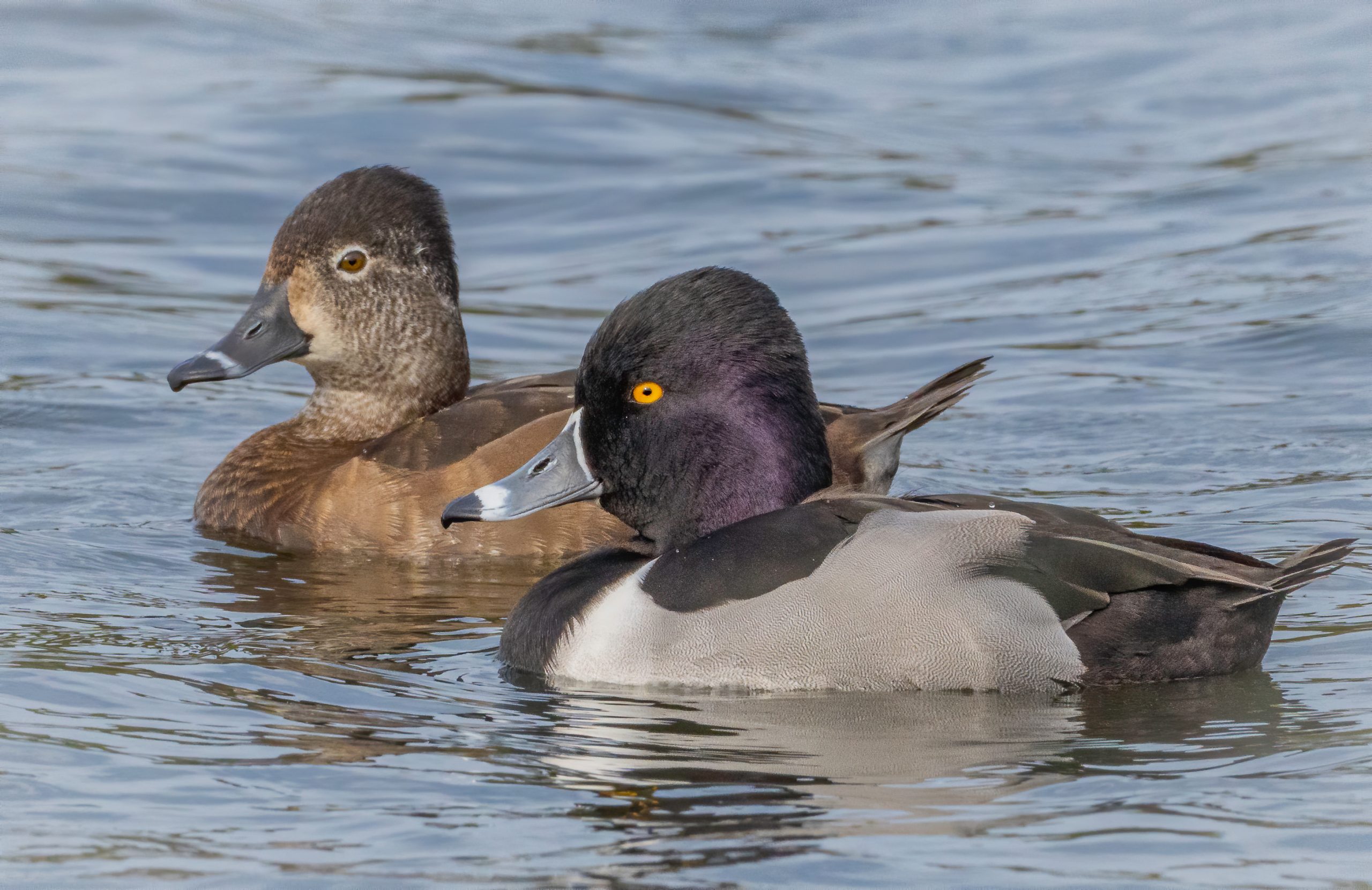 <p>males have glossy black head abdomen back, gray sides with white side spur</p><p>females are gray/brown, white eyes, dark bill</p>