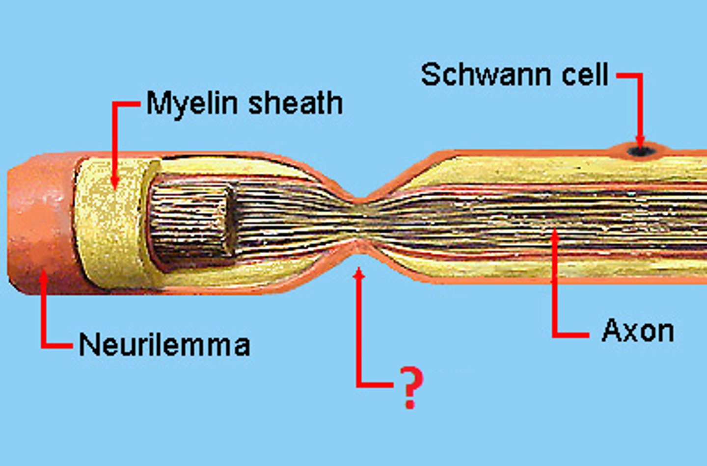 <p>Gaps between myelin where ion channels are located, helping speed up signals.</p>