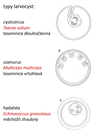 <p>cysticercus - Taenia solium tasemnice dlouhočlenná</p><p>coenurus  - Mulitceps multiceps tasemnice vrtohlavá</p><p>hydatida  - Echinococcus granulosus měchožil zhoubný</p>
