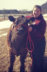 <p>cattle restraint #2</p>