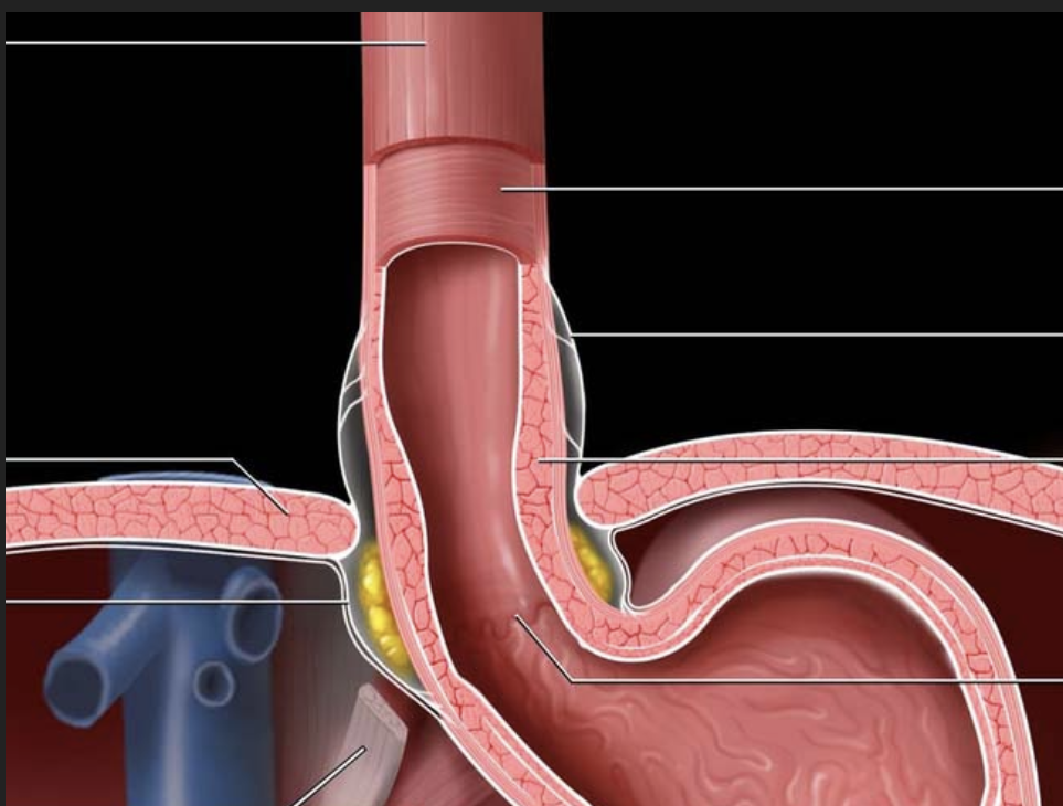 <p><span>• pharynx to stomach through diaphragm</span></p><p><span>• 10in long</span></p><p><span>• Peristalsis</span></p><p><span>• Food only</span></p>