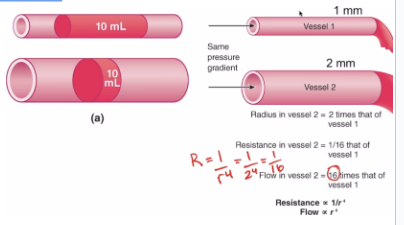 **Resistance -** Measure of opposition to blood flow through a vessel

\
Flow is inversely related to resistance

→ Greater resistance = lower blood flow

→ Lower resistance = higher blood flow

\
Major determinant of resistance to flow is **vessel radius (radius describes size of vessel)**

→ Resistance is inversely proportional to radius (R is proportional to 1/r4)

→ Because F  to 1/R, and R ⍺ 1/r4, we can rewrite this as F ⍺ r4 OR **flow is directly proportional to the vessel radius**

\
→ Big radius/vessel = lower resistance (blood flows easily)

→ Smaller radius/vessel = higher resistance (blood flows harder)

\
\
\
**Relationship of Resistance and Flow to the Vessel Radius**

Both blood vessels have same pressure gradient but different radius/size

\
→ Blood vessel #1 is 1mm in size whereas blood vessel #2 is 2mmin size thus its radius is 2 times larger 

\
→ Resistance in blood vessel #2 is 1/16 higher than blood vessel #1

\
→ Flow is blood vessel #2 is 16 times larger than in blood vessel #1