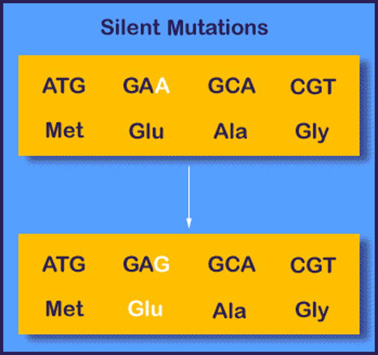 <p>a mutation that changes a single nucleotide, but does not change the amino acid created</p>