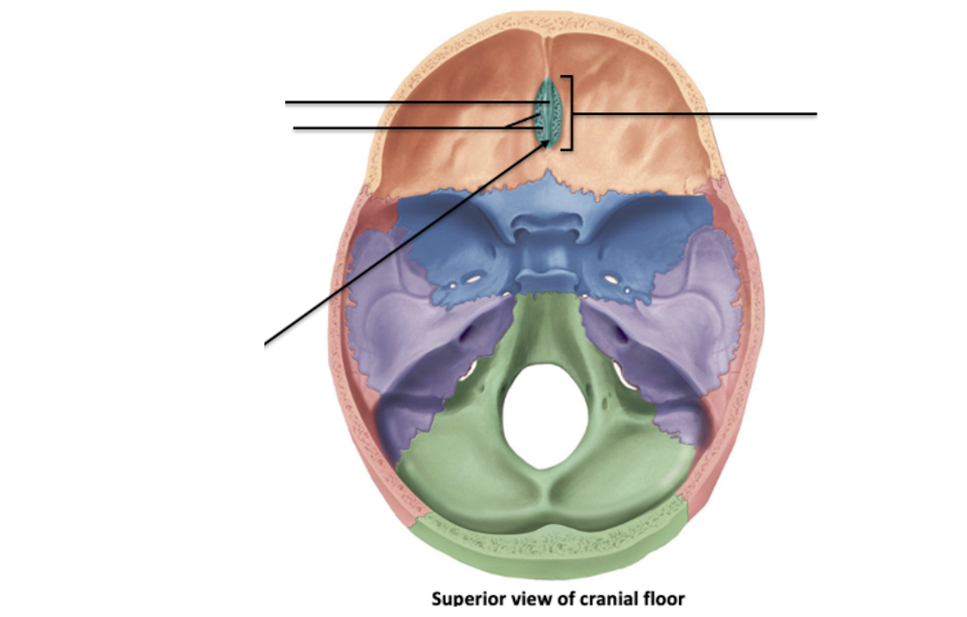 <p>Identify the cranial bone and it’s feature(s)</p>