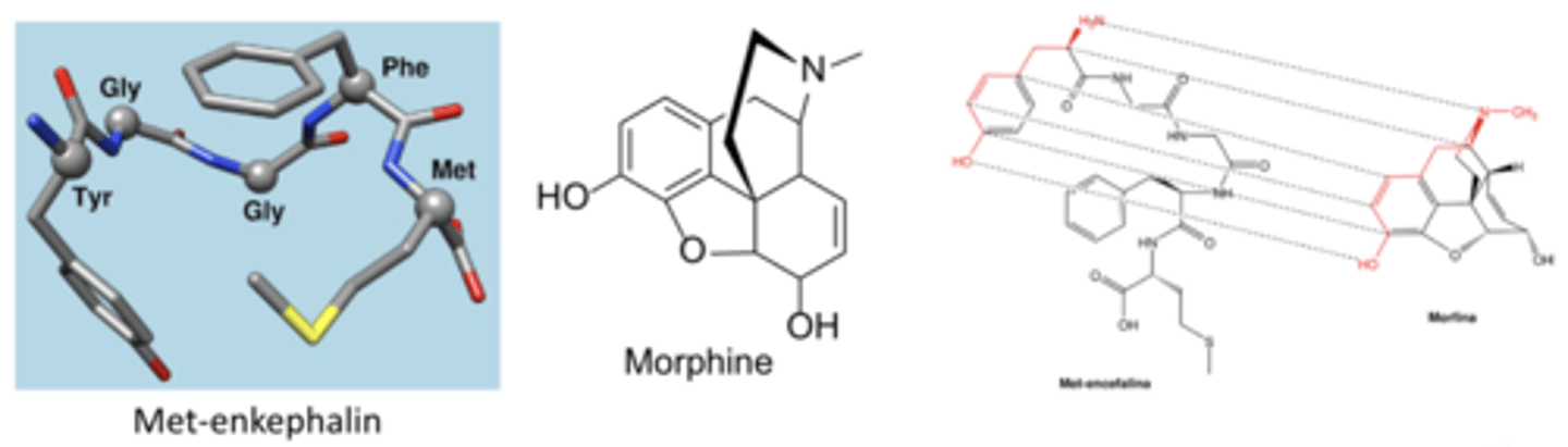 <p>Mimic endogenous enkephalins and endorphins</p>