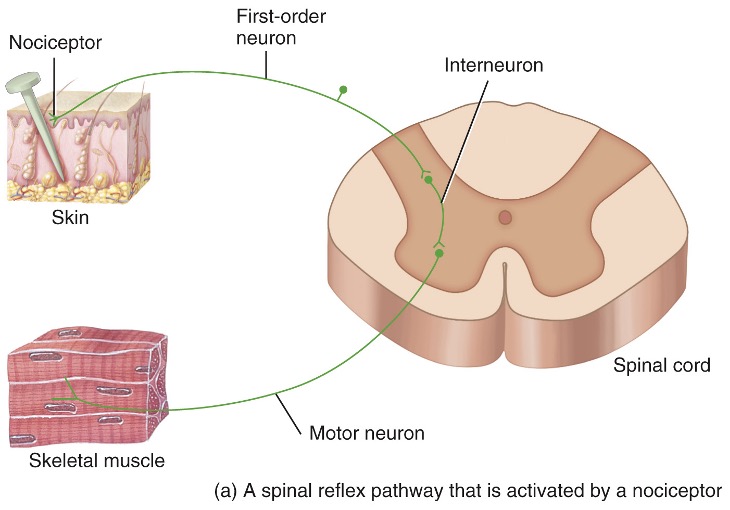 <p>spinal reflex pathways that are <u>activated by nociceptors</u> provide unconscious protective responses when a noxious stimulus begins to damage the body</p><ul><li><p>ex: stepping on a tack or touching a hot burner on the stove elicits the flexor reflex, which <u>quickly withdraws</u> the affected limb away from the painful stimulus</p></li><li><p>muscles are focused on removing the limb + happens quickly</p></li></ul><p></p>