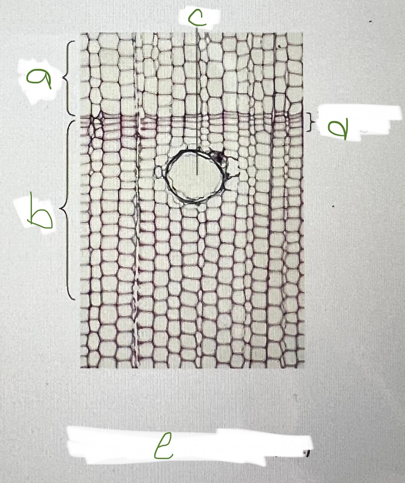<p>c</p>